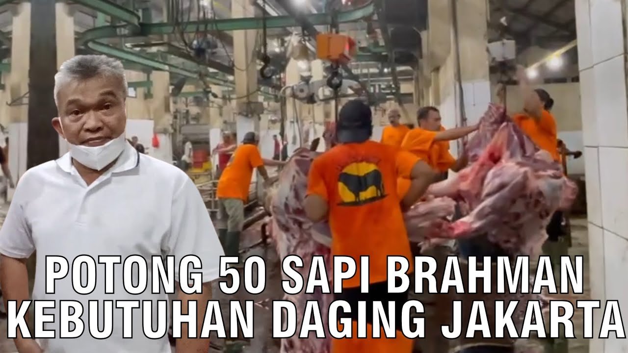 
                                 50-Sapi-Brahman-Cross-Di-RPH-Pasok-Kebutuhan-Daging-Jakarta
